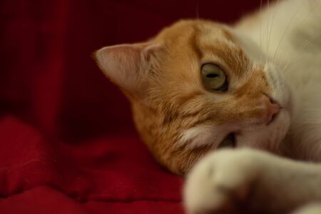 Cute cat sleeping green eyes red sofaの写真素材