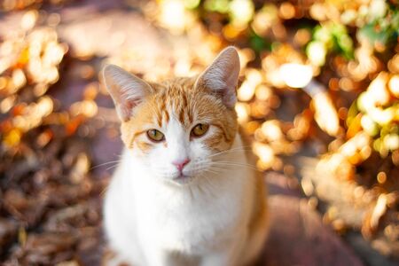 Orange cat laying on the floor at parkの写真素材