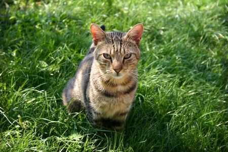 Cat sitting on the grassの写真素材