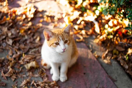 Orange cat laying on the floorの写真素材