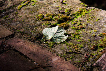 Leaf resting on the moss of the groundの写真素材