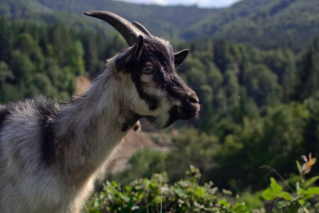 Goat is grazed in the Carpathians mountainsの写真素材