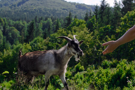 Goat is grazed in the Carpathians mountainsの写真素材