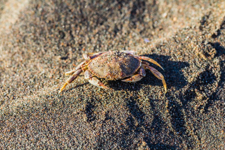  Crab on sand on a beach, beside a seaの写真素材