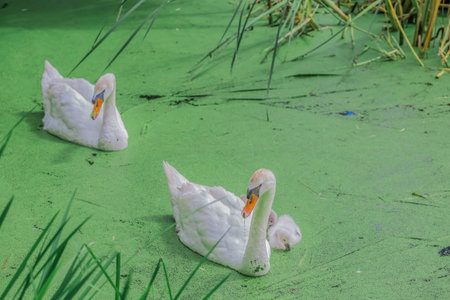 Gorgeous white swans swimming in a lake on an amazing sunny day in a park, Montreal City, Canada.の写真素材