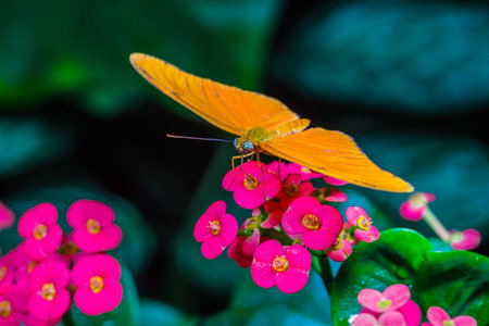 A beautiful butterfly on an green leaf, in a park, in Toronto, Canada.