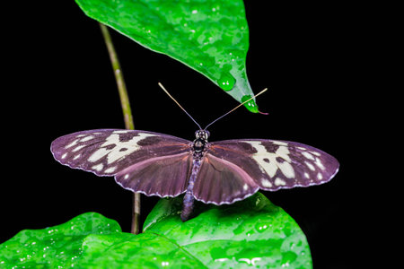 A beautiful butterfly on an green leaf, in a park, in Toronto, Canada.の写真素材