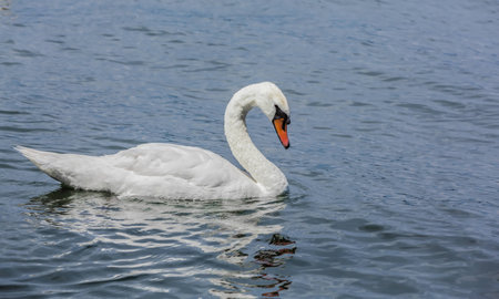 A beautiful white swan swimming alone in a lake on a sunny day in Montreal City, Canada.の写真素材