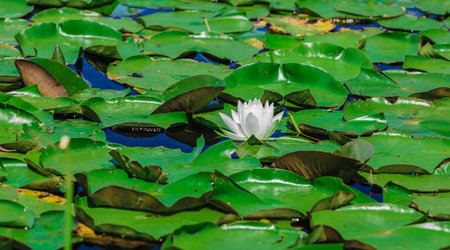 Many lily pads and lotus flowers floating on the water in a lake in the wild nature of Canada.の写真素材