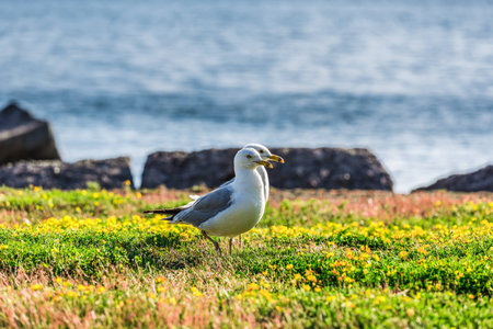 Amazing seagulls in the wild in Ontario, Canada.の写真素材