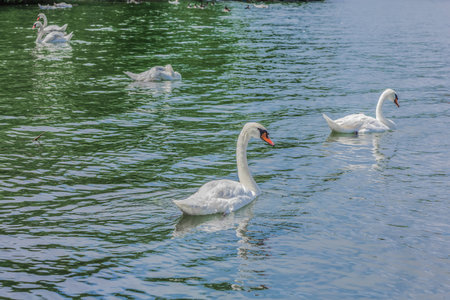 Gorgeous white swans swimming in a lake on an amazing sunny day in a park, Montreal City, Canada.の写真素材