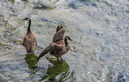Two big ducks swimming the water in the wild, Canada.の写真素材