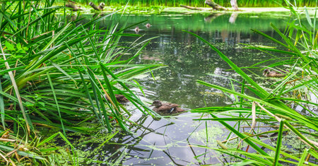 A little duck swimming in a pond in the wild, Canada.の写真素材