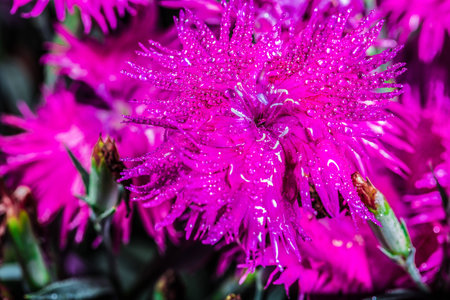 An amazing pink carnation after the rain in the park. Canada.の写真素材