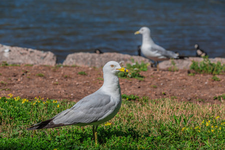 Amazing seagulls in the wild in Ontario, Canada.の写真素材