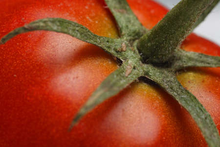 Red Tomato isolated whiteの写真素材