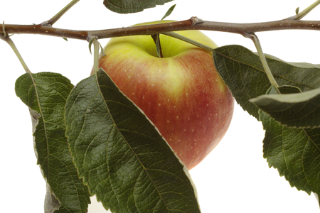 Red wet apple with leafの写真素材