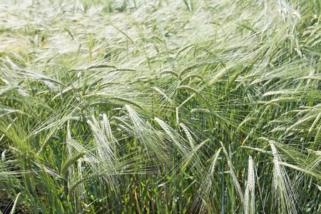 Bulgarian golden wheat growing in a farm fieldの写真素材