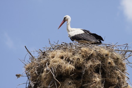 stork and sparrowの写真素材