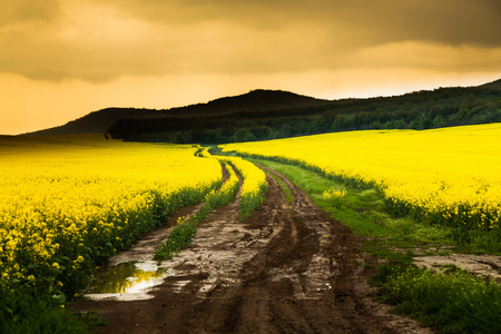 Artistic landscape with rape, selective focus centerの写真素材