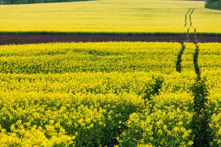 Artistic landscape with rape, horizontal, selective focus centerの写真素材