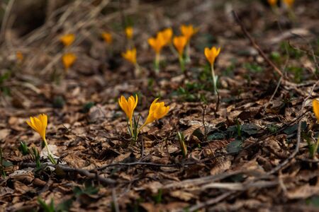 One of the very first flowers to herald in spring, this little crocus delights us with it's...