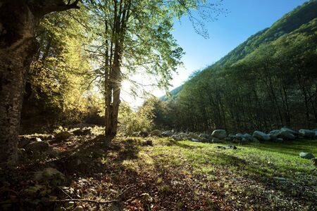 Sunny forest early in the sunset, back-lightの写真素材