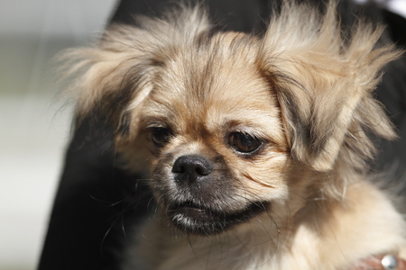 Small pekingese