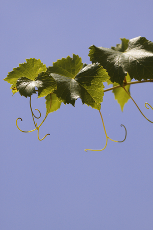 leaves of a vine in a vineyard on  blue skyの写真素材