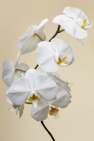 white orchidの写真素材