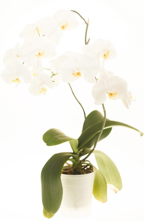 white orchidの写真素材