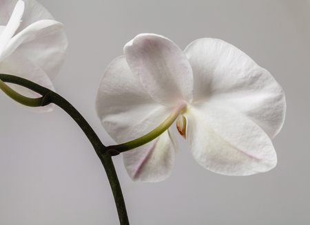white orchidの写真素材