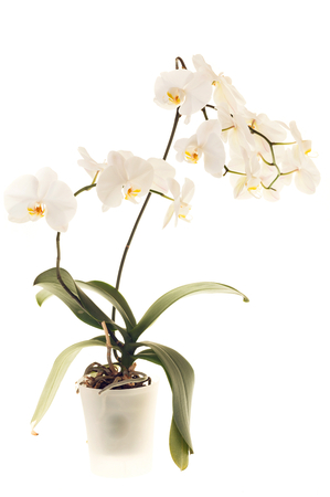 white orchidの写真素材