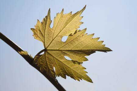 Vine leaves with sky background