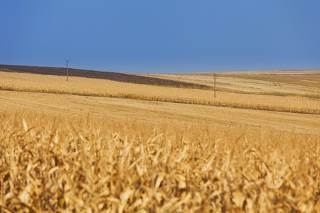 Yellow wheat field  with power lines and blue sky