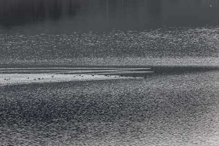 Swimming ducks in a dam. near Dospat Bulgaria