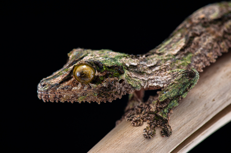gecko lizard isolated on black backgroundの写真素材