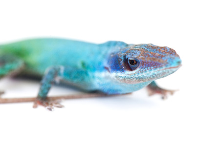 lizard gecko isolated on white backgroundの写真素材