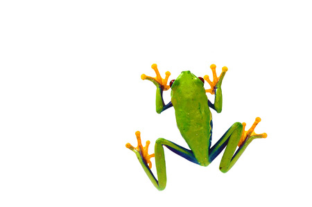 frog isolated on white backgroundの写真素材