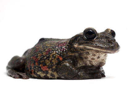 frog isolated on white backgroundの写真素材