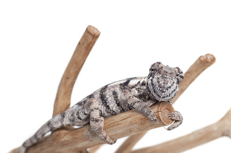 chameleon isolated on white backgroundの写真素材