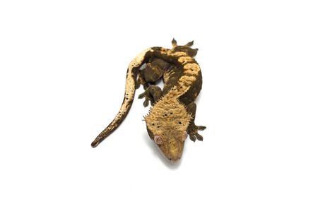 lizard gecko isolated on white backgroundの写真素材