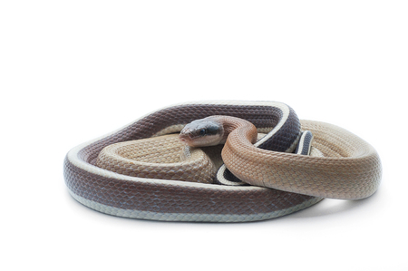 Snake isolated on white background