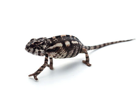 chameleon isolated on white backgroundの写真素材