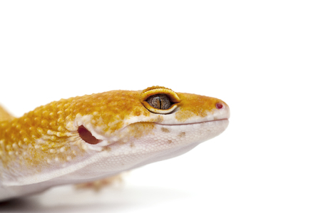 lizard gecko isolated on white backgroundの写真素材