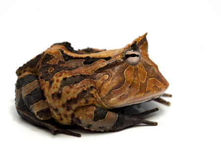 frog isolated on white backgroundの写真素材