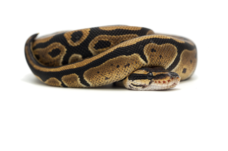 Snake isolated on white background