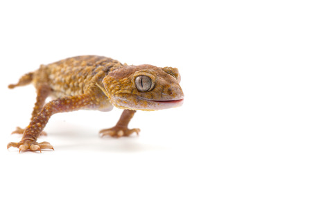 lizard gecko isolated on white background