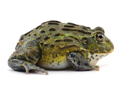 frog isolated on white backgroundの写真素材