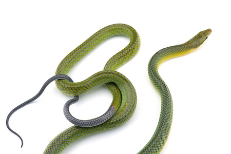 The red-tailed green ratsnake isolated on white backgroundの写真素材